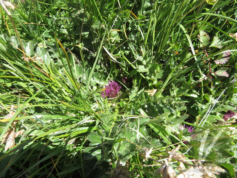 Stängellose Kratzdistel: Übersicht